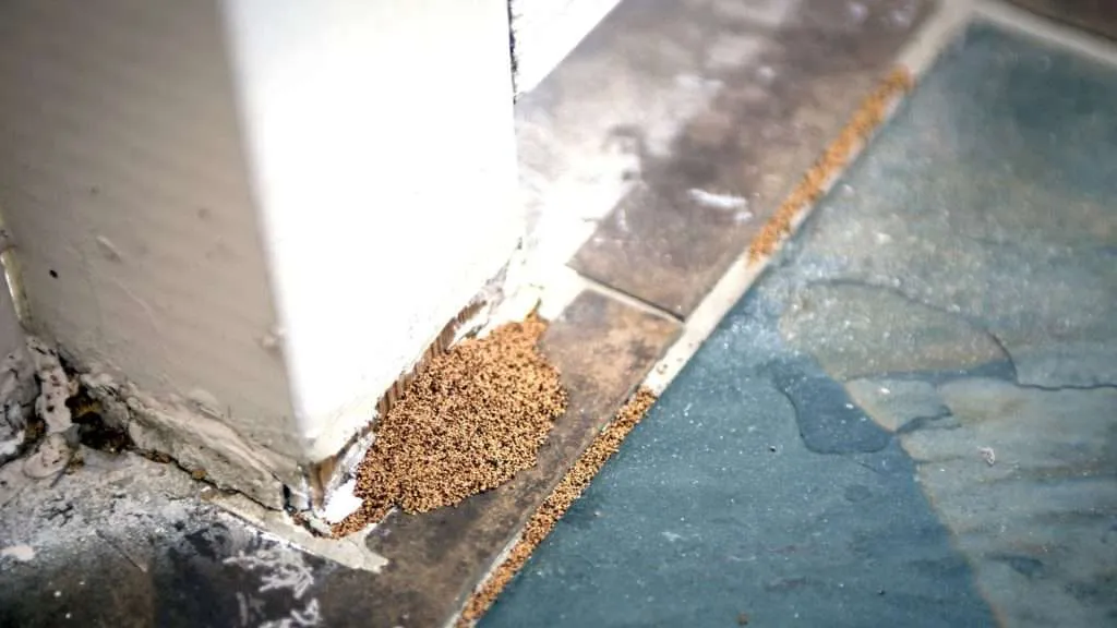 Frass — sign of termite infestation